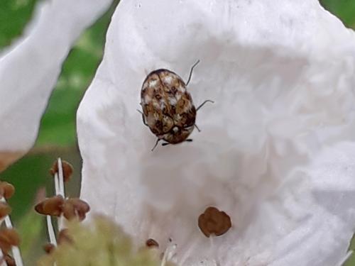 Anthrenus verbasci